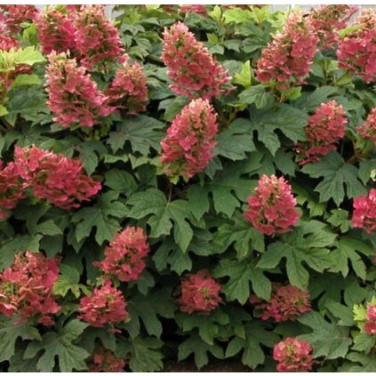 Hydrangea quercifolia 'Ruby Slippers',hortenzie dubolistá, výška sazenice 30-40 cm, kontejner