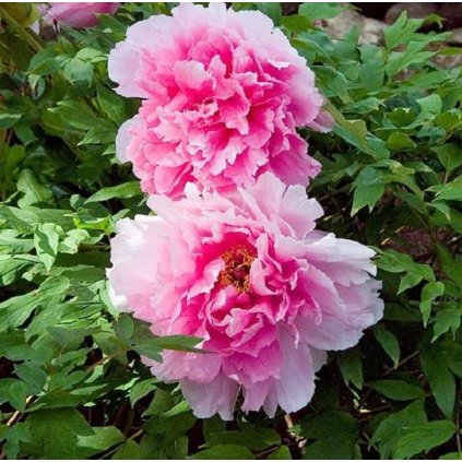 Paeonia suffruticosa 'Seidai', pivoňka keřovitá, výška sazenice 25-35 cm, kontejner