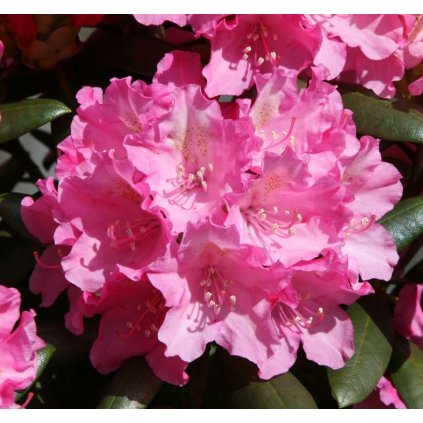 2 Kalinka 25052013 006xx p