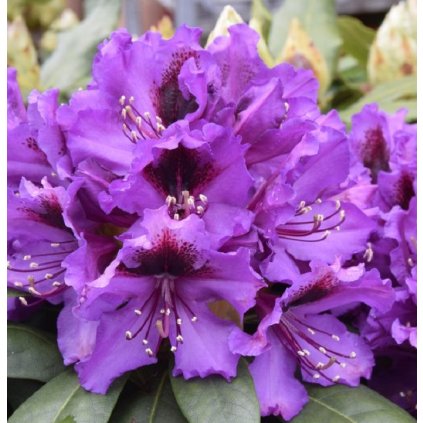 Rhododendron Orakel 0 1