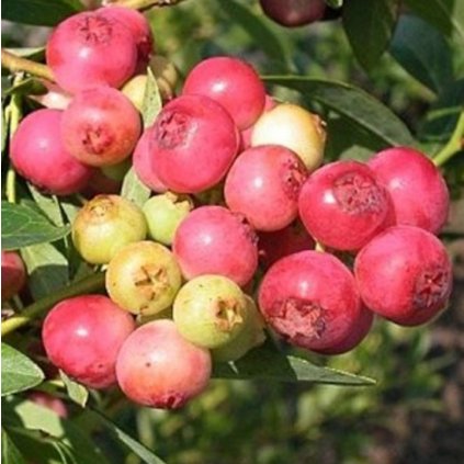 vyr 1741 boruvky kanadske Pink lemonade