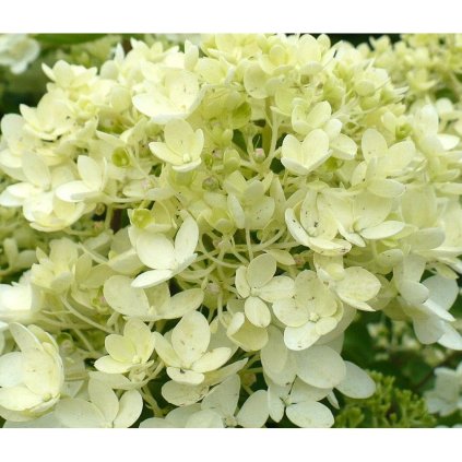 hydrangea paniculata bombshell