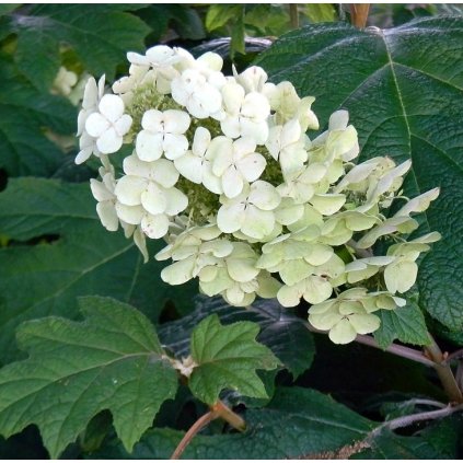 Hydrangea Quercifoli vo4Sp5GGPOBL