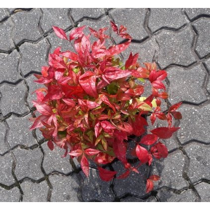 Nandina domestica 'Fire Power', nandina domácí, výška sazenice 20-30 cm, kontejner