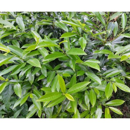Prunus laurocerasus