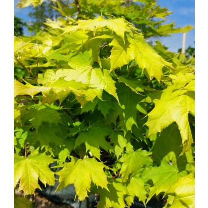 acer