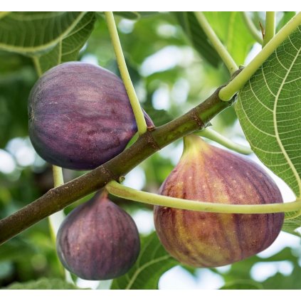 ficus brown turkey