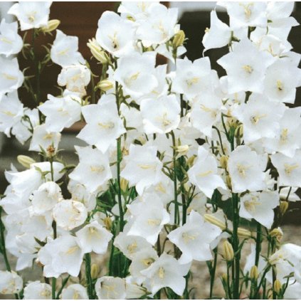 Campanula persicifolia, zvonek broskvolistý 'Takion F1 White'