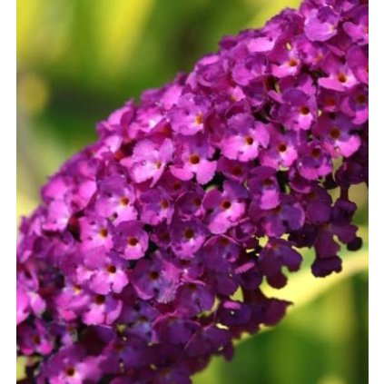 Buddleia davidii Santana 87573 1