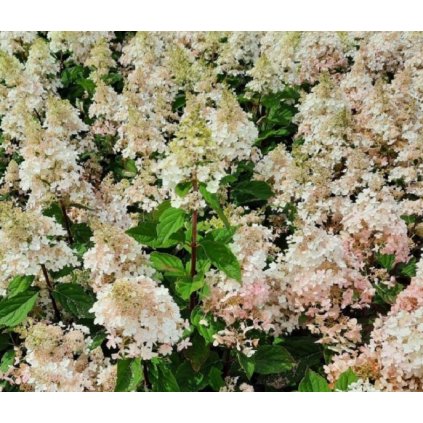 hydrangea pan petite lantern 1 Groot 768x1024