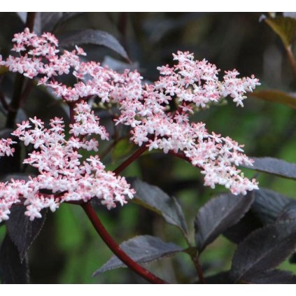 48782 sambucus nigra black tower bez cerny kvet