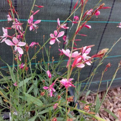 gaura