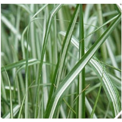 NS1G36 AvalancheGrass