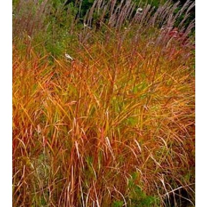 Miskant chinski PURPURASCENS