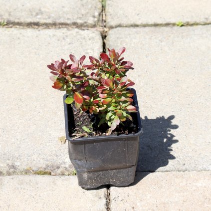 berberis thunbergii dristal bagatelle 01