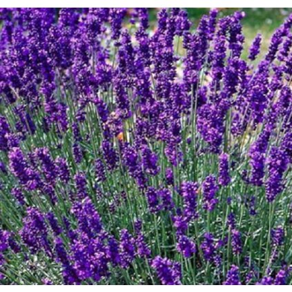 Lawenda VALENCE DARK VIOLET