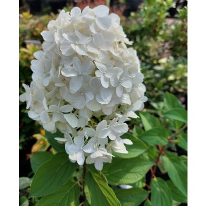 Hydrangea paniculata 'Little Fraise', hortenzie latnatá, výška sazenice 30-40cm, kontejner