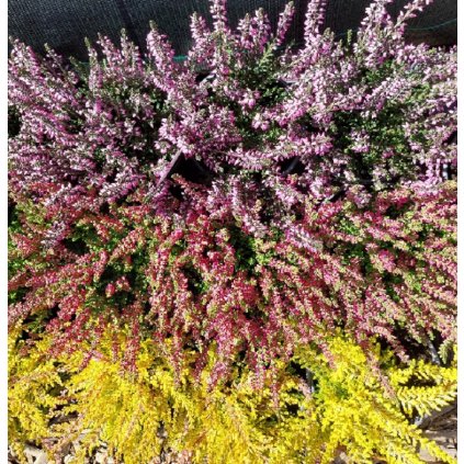 Calluna vulgaris, 'MIX', vřes obecný, výška 10-15cm, kontejner
