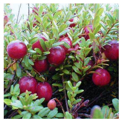 Vaccinium macrocarpon EARLY BLACK, brusinka, výška sazenice 10-20cm, kontejner