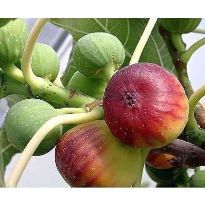 pere