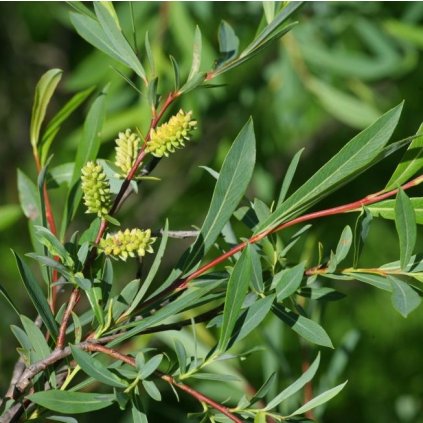 Salix