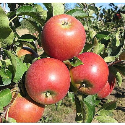 RAJKA zimní jabloň