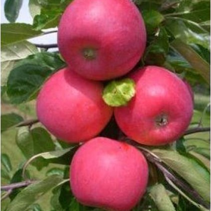 2564 allegro e1614082705287 273x300