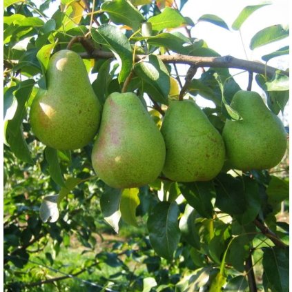 585px Lukas pear
