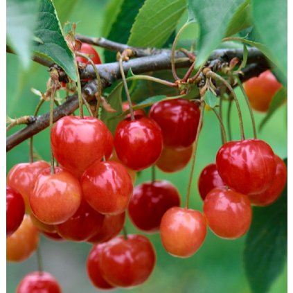 Visen Kralovna Hortenzie