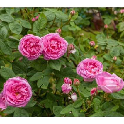 uvodni foto rady ze zahrady