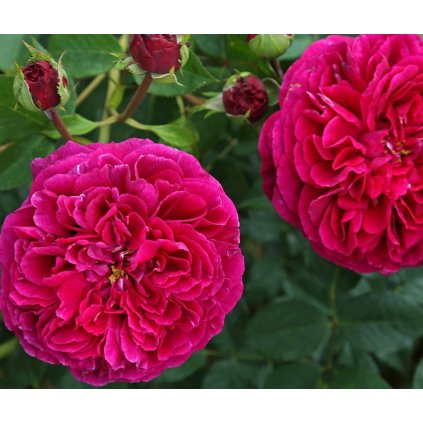 Sadová keřová růže VÍNOVÁ ANGLICKÁ, tmavě červená, kontejner