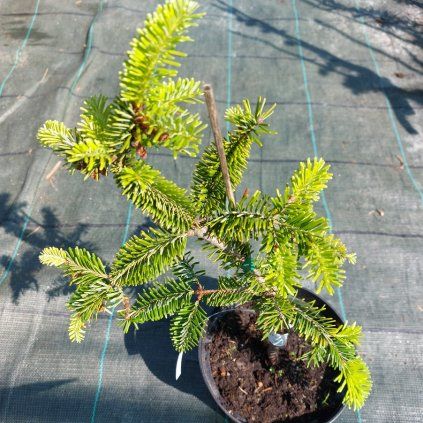 pendula