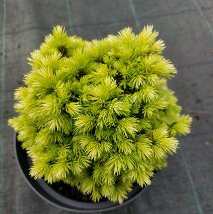 picea jakoko