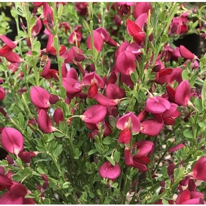 cytisus boskoop ruby 2