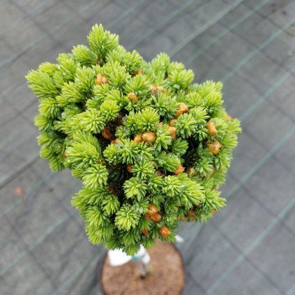 picea