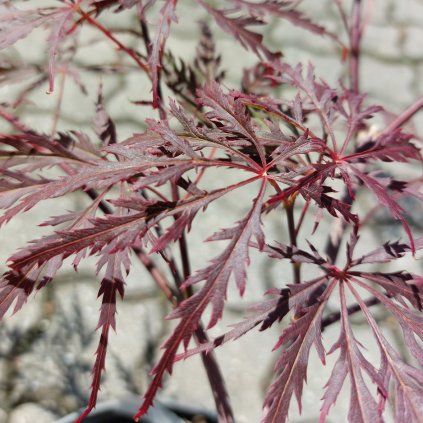 acer 2