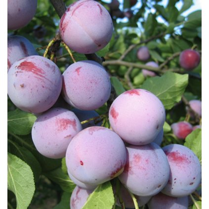 ALTHANOVA středně raná renklóra 1