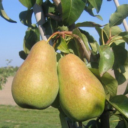 Amfora 2005 09 26