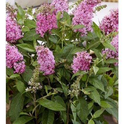 buddleja butterfly candy 1