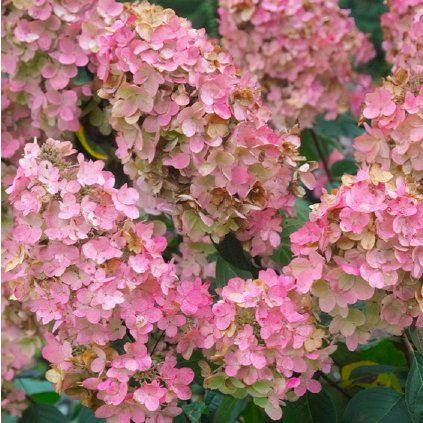 Hydrangea paniculata Pink Diamond 0011311 80494