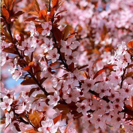 Ruby1 a91533ed b180 49a1 820d 6038b7bfa032 5000x