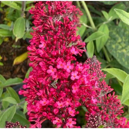 image cc8877ff b907 4cb3 aebb e904fc87efcb