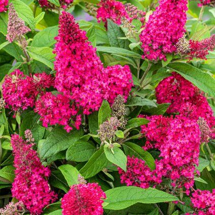 buddleja butterfly candy little ruby b
