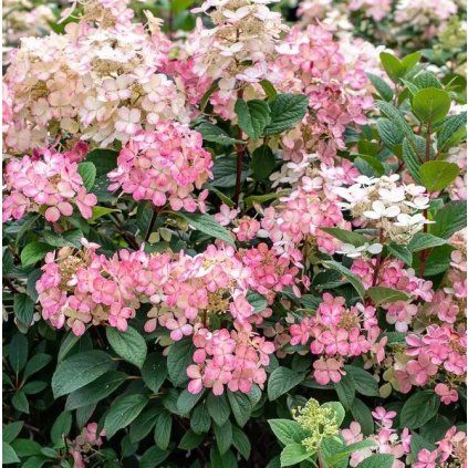 Hydrangea paniculata Little Quick Fire