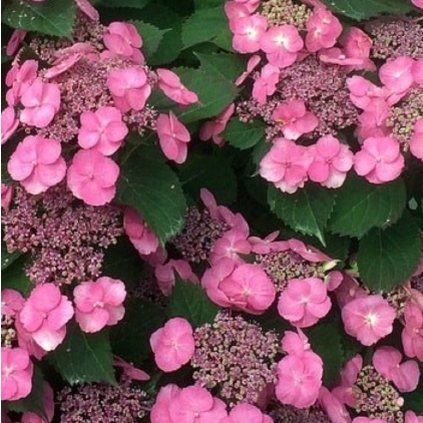 HYDRANGEA serrata Cotton Candy 15[1] min