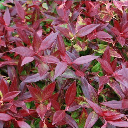 leukote royal ruby 1