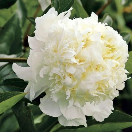 peonia charles white