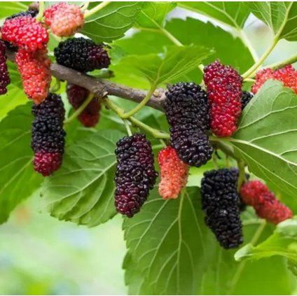 1f37dab4 71d2 4368 8f90 e4cfb5a9bf29