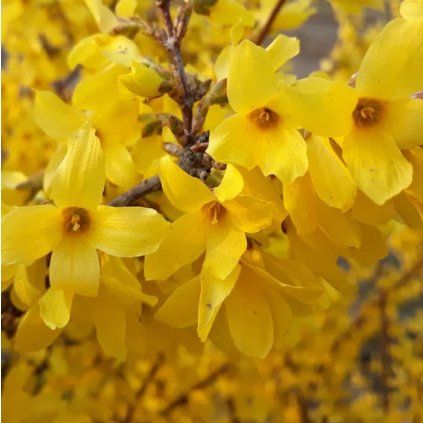 Forsythia shrubs