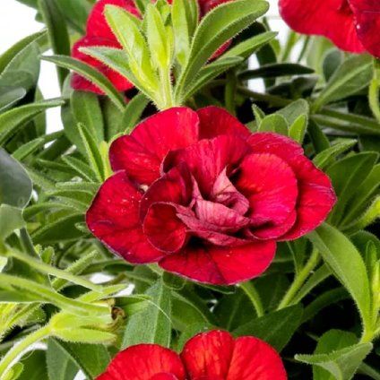 70115665 flower